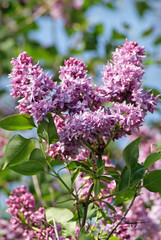 Branch of a blossoming lilac. A beautiful bunch of lilac closeup. Lilac Bush Bloom. Lilac flowers in the garden