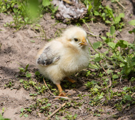 beautiful little chicken on green grass in garden