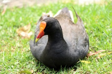 Gallinula chloropus in Royal botanic gardens Sydney, New South Wales Australia 