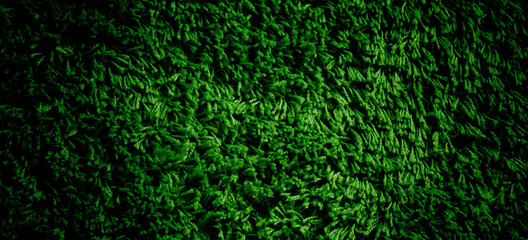 green carpet background