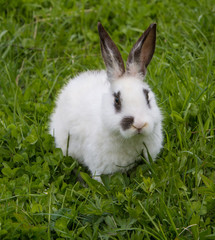 beautiful little white rabbit on green grass