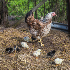 Hen and chicks