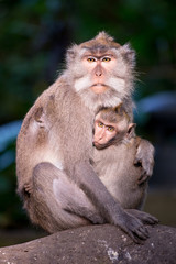 Naklejka na ściany i meble Monkey from Ubud Monkey forest - Bali, Indonesia.