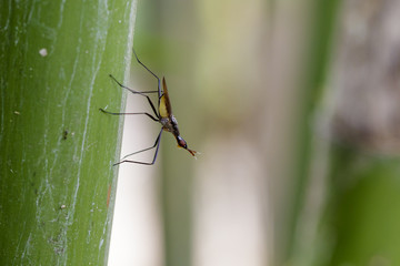 Image of stilt-legged fly(Micropezidae) on green leaves. Insect Animal