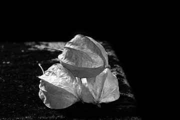 Naklejka premium Isolated Physalis on the table black and white photo