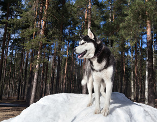 Dog Siberian Husky standing on snow snowdrift