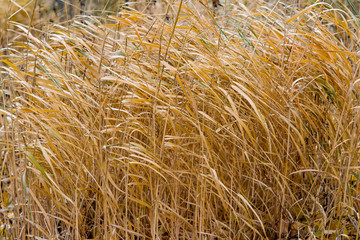 Yellow dry grass bends in the wind, closeup, autumn landscape