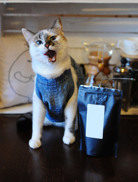 Beautiful blue-eyed cat in denim vest with pack of coffee. Empty label, space for design. Alternative brewing