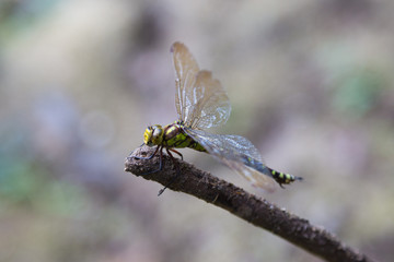 Libellule