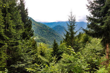 Green Nature