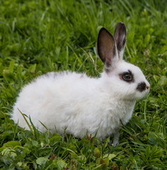 A view of a white rabbit on a green grass