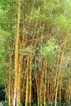 Goldener Peking Bambus"-Bilder: Stock-Fotos & -Videos. | Adobe Stock