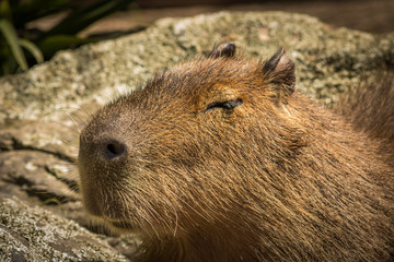 Capybara Face Close Up 