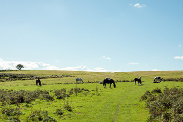 Horses roaming in the autumn of the Brecon beacons near the Begwns, Wales, United Kingdom.