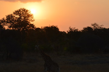 Sunset over Africa