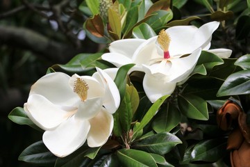 Fleurs blanches de magnolia du sud dans les jardins botaniques royaux de Sydney, Australie
