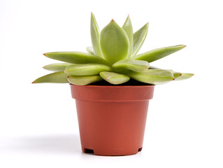 Succulent plant on pot isolated on white.