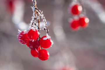 Ice crystals on the red berries