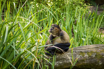 Gibbon Sticks Tongue Out In Grass 