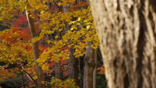 紅葉の森