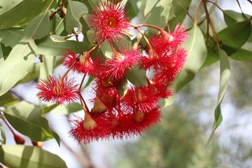 Naklejka premium Flowering eucalyptus branch in summer, Australia