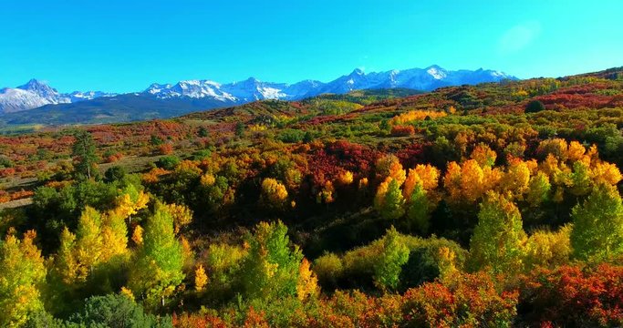 Yellow And Red Fall Colors With Snowy Mountains And Blue Sky - Aerial Approaching Fly-Over View - Dallas Divide, Colorado, USA