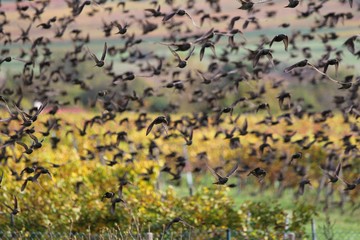 ein Schwarm Stare sammelt sich im Herst in Deutschland, Rheinhessen, vor der langen Reise in das Winterquartier
