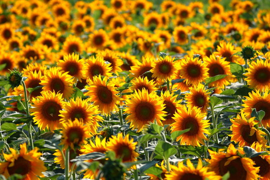 Field of sunflowers against backlight