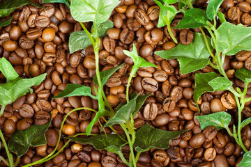 Coffee beans with green grass top view