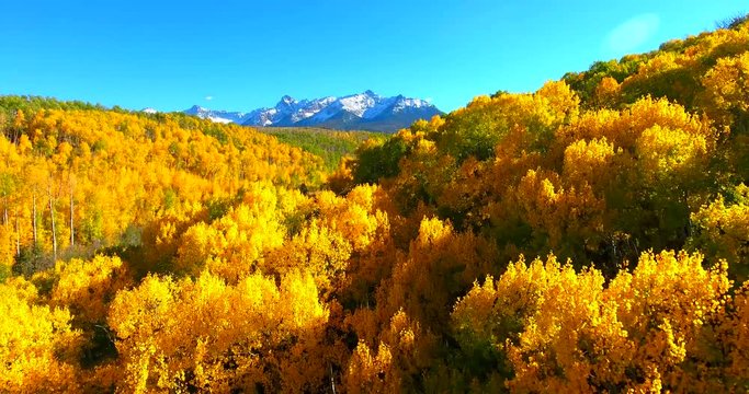 Fall Colors On Colorado Mountains With Peak In Background - Yellow Autumn Colors - Aerial Fly Over In Colorado