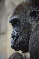 Obraz premium Gorilla