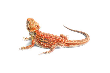 Fototapeta premium Bearded dragon dunner hat trans (Pogona vitticeps)