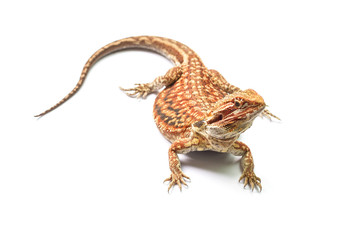 Bearded dragon dunner hat trans (Pogona vitticeps)