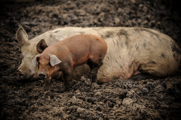Young pigs of the Hungarian Mangalci and Duroc breed on their paddock. The concept of small farms.