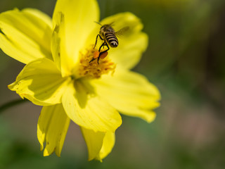Flying bee with the pollen attached to his legs.