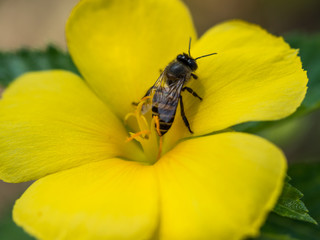 Climbing bee on the yellow flower