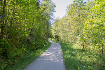 Walking path through a forest in beautiful green midsummer colors. Norway, Scandinavia.