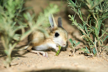 Naklejka na ściany i meble Jerboa / Jaculus. The jerboa are a steppe animal and lead a nocturnal life. Jerboas are hopping desert rodents found throughout Northern Africa and Asia east to northern China and Manchuria. They tend