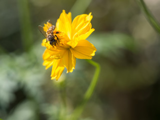 The nice moment of the bee grabbing the pollen on the yellow flower.