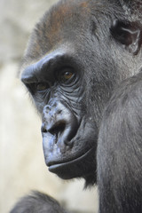 Obraz premium Gorilla