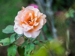 Obraz premium Orange rose