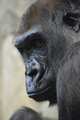 Obraz premium Gorilla
