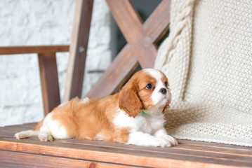 Cavalier King Charles Spaniel	