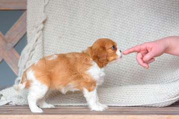 Cavalier King Charles Spaniel	