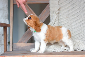 Cavalier King Charles Spaniel	