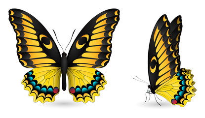 Set of colorful butterflies. Front and side view
