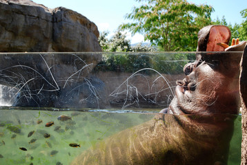 Fototapeta na wymiar hippopotamus