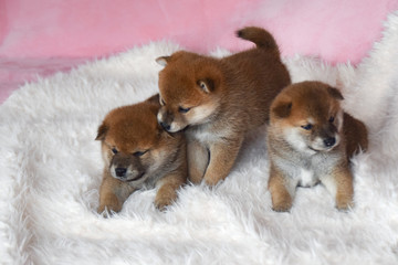 三匹の柴犬の赤ちゃん