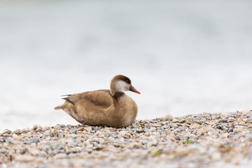 portrait of female red-crested duck (Netta rufina) sitting on pebble beach