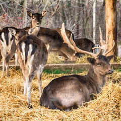Naklejki  A deer in the zoo